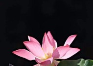 华为手机如何将花朵背景变黑？