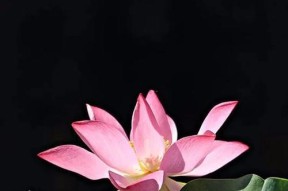 华为手机如何将花朵背景变黑？
