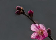 东芝打印机0270故障排除指南（了解常见故障原因）