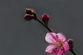 东芝打印机0270故障排除指南（了解常见故障原因）