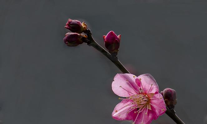 东芝打印机0270故障排除指南（了解常见故障原因）  第1张