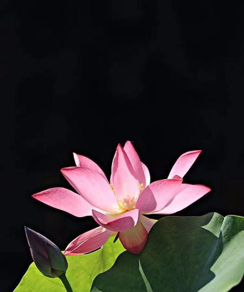 华为手机如何将花朵背景变黑？  第1张
